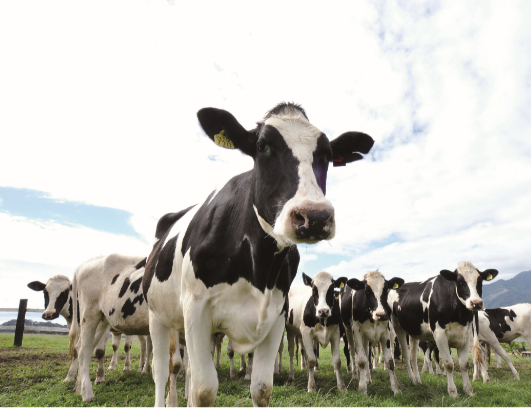 Animal nutrition